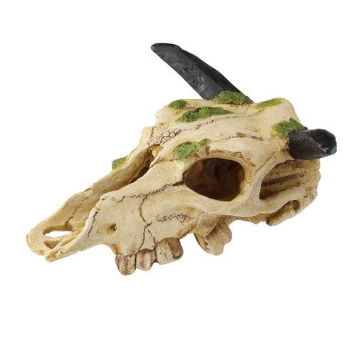 TERRA DELLA Carabao lebka 22 cm dekorace do terária