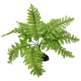 Rastlina REPTI PLANET papradie Nephrolepis 20 cm